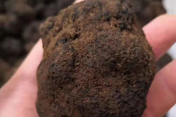 鄭州新鮮黑松露價格