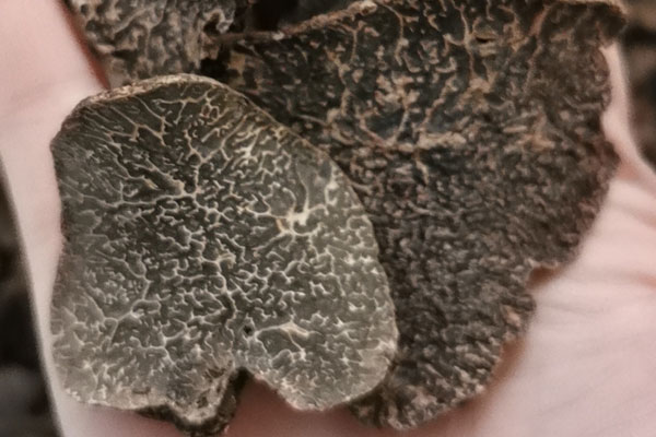 鄭州干片黑松露價格