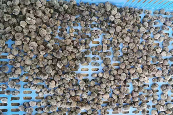 鄭州冰凍黑松露價格