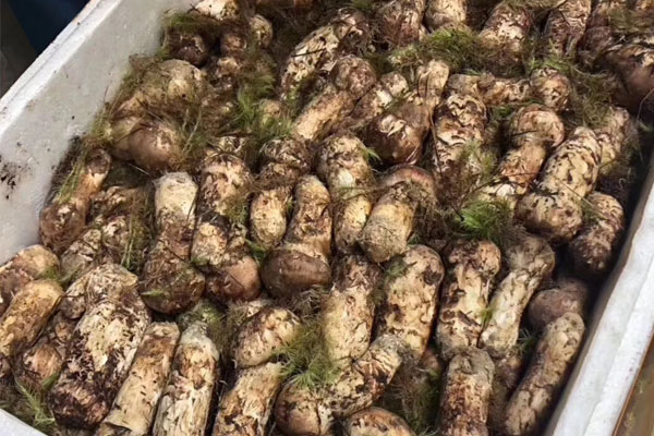 新鮮松茸怎么吃最營養(yǎng)