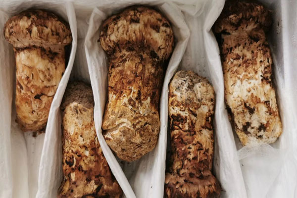 新鮮松茸怎么吃最好竅門