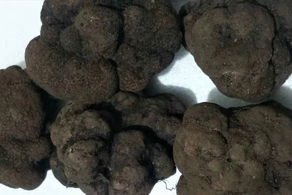 西安新鮮黑松露價格