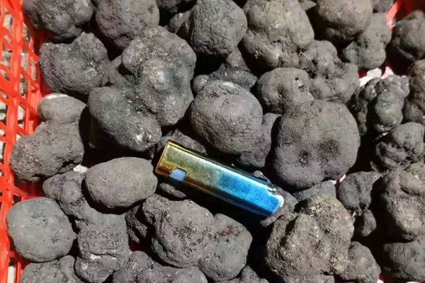 寧波新鮮黑松露價(jià)格