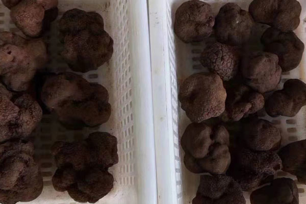 無錫新鮮黑松露價格