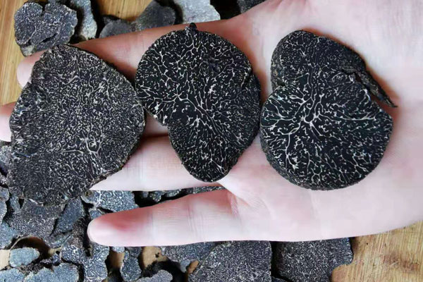 一斤鮮松露能曬多少干松露