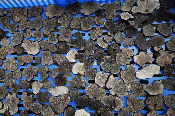 新鮮黑松露怎么曬干