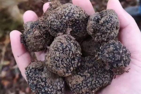 法國(guó)新鮮黑松露價(jià)格