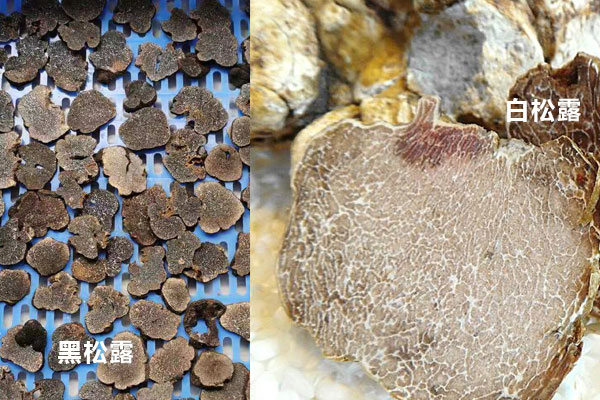 黑松露好還是白松露好