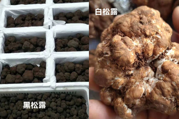 白松露和黑松露哪個(gè)比較貴