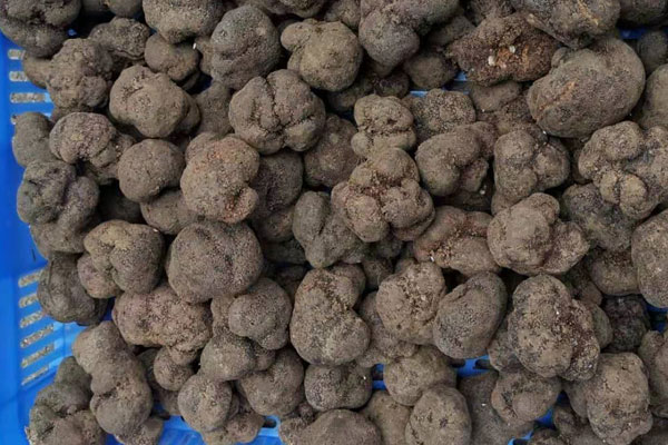 中國(guó)什么地方出產(chǎn)白松露和黑松露