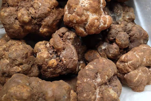 中國(guó)哪里有白松露