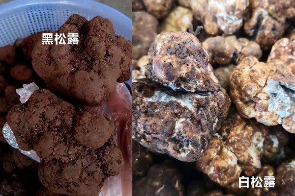 黑松露和白松露相比哪個保質期更長