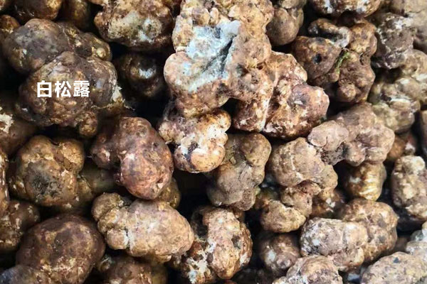 黑松露和白松露最長可以存放多久