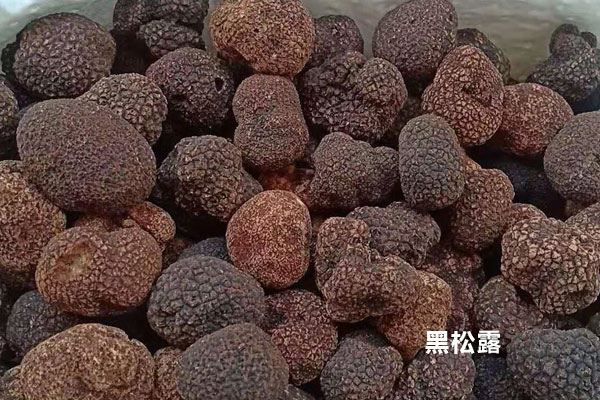 新鮮黑松露的保存時間
