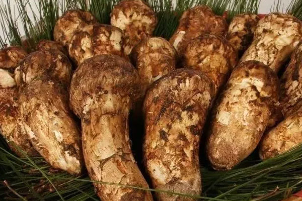 南京松茸價(jià)格多少錢(qián)一斤，南京哪里有松茸賣(mài)