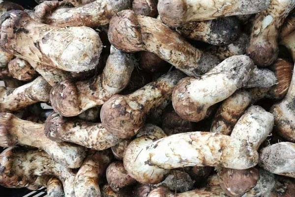 野生松茸生長在哪些地方