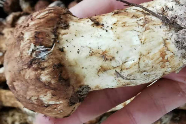 野生松茸對生長環(huán)境的要求有多高