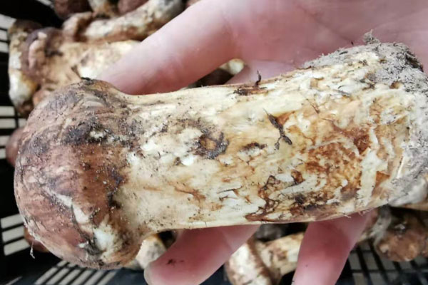 新鮮松茸能生吃嗎？