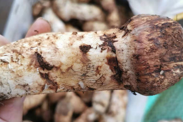 新鮮松茸生吃好還是熟的好