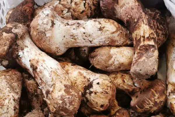 松茸必須焯水才能使用嗎