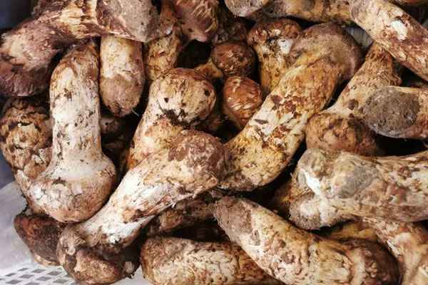 新鮮松茸怎么處理