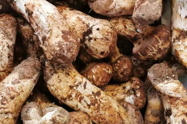 松茸為什么深受大家的喜愛