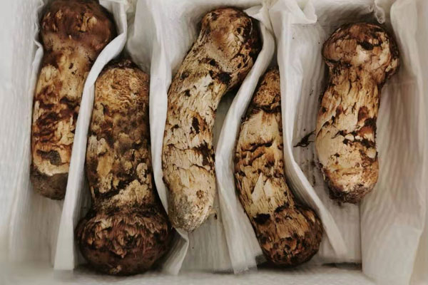 一天吃多少松茸為宜