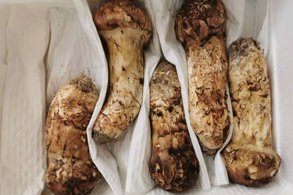 每一頓吃多少松茸為好