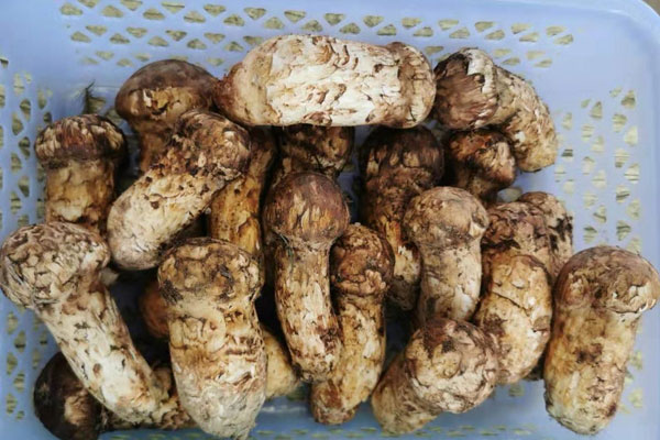 松茸多久吃一次最好