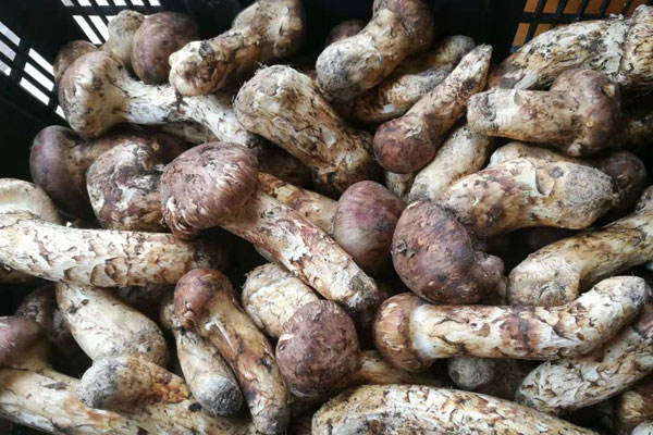 新鮮松茸黑色的能吃嗎