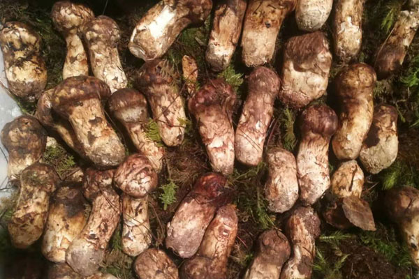 新鮮松茸應(yīng)該怎么吃