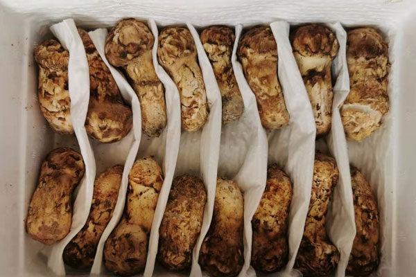 適合吃松茸的人群有哪些