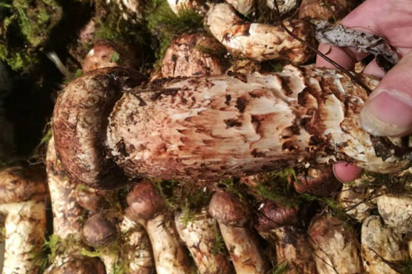 新鮮松茸的儲藏方法有哪些