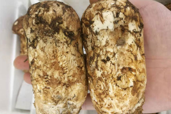 松茸是發(fā)物嗎?剛出院能不能吃