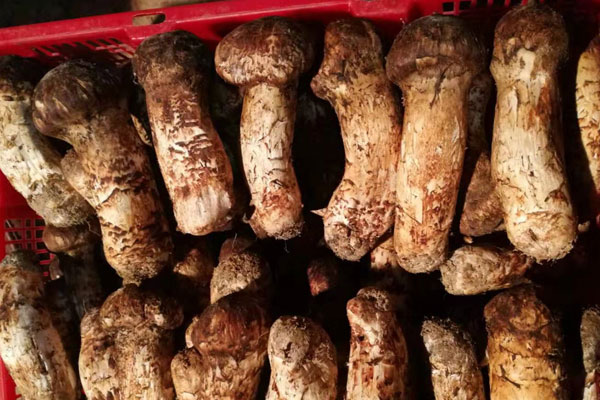 新鮮松茸有蟲洞可以吃嗎