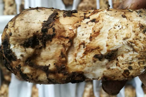 吃松茸會(huì)導(dǎo)致過(guò)敏嗎