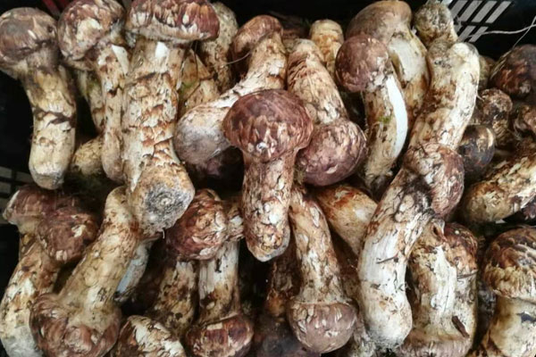 皮膚過(guò)敏的人可以食用松茸嗎