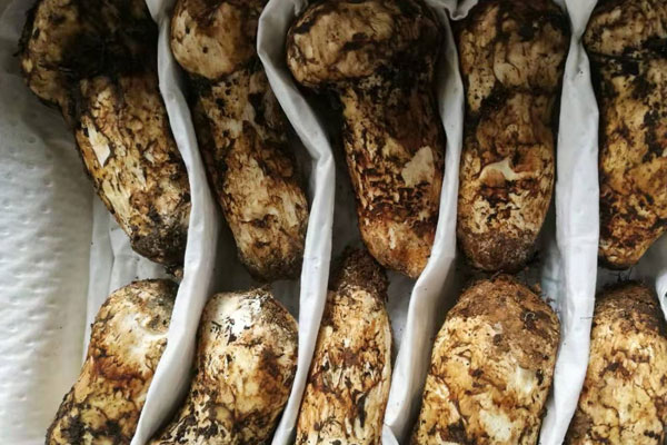 如何防止松茸過(guò)敏