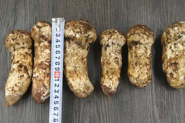 中國哪里的松茸最好