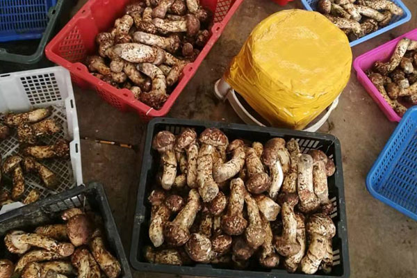 中國松茸的產(chǎn)地在哪里