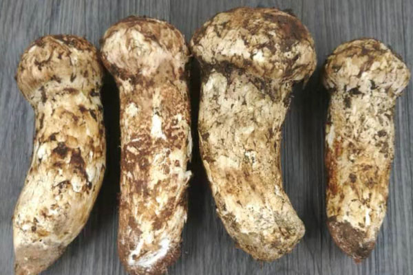 松茸的產(chǎn)地之云南