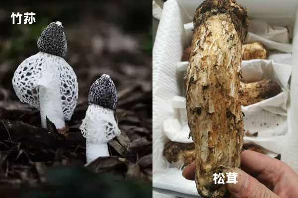 松茸和竹蓀可以一起煮嗎