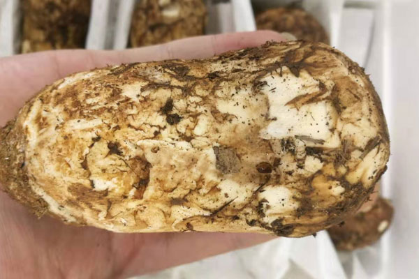 孕婦吃松茸有什么好處