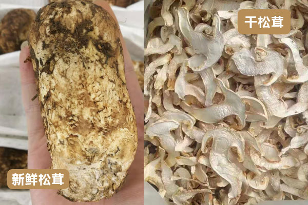 新鮮松茸和干松茸哪個好