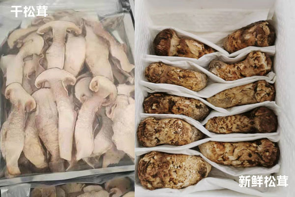 新鮮松茸和干松茸哪個貴