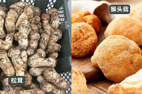 松茸與猴頭菇可以一起燉嗎