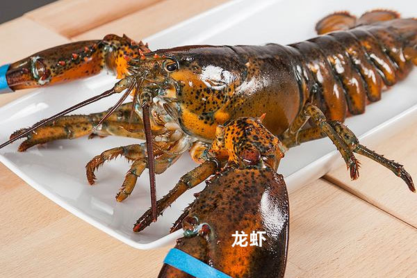 松茸可以和龍蝦一起食用嗎