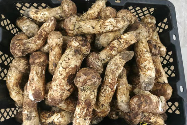 新鮮松茸怎么挑選