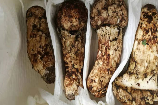 新鮮松茸長(zhǎng)白毛還能吃嗎