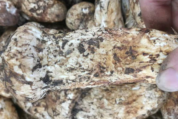 哪些人不宜吃新鮮松茸